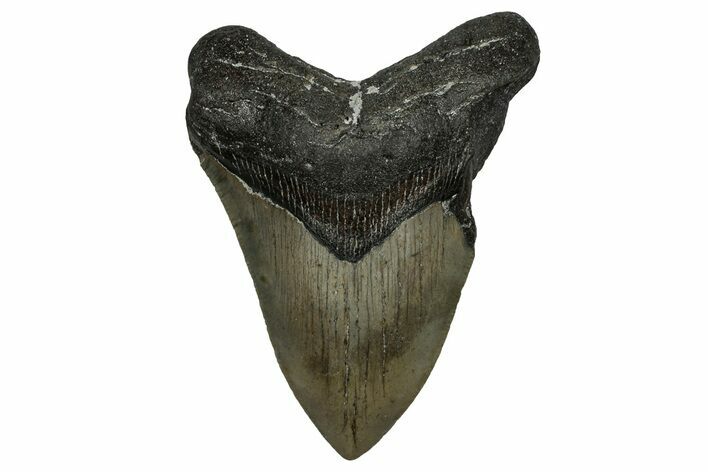 Bargain, Fossil Megalodon Tooth - North Carolina #338573